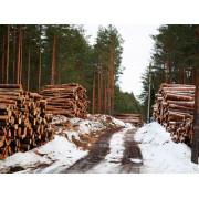 Лесозаготовки, продажа леса