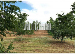 Walnuts Broker